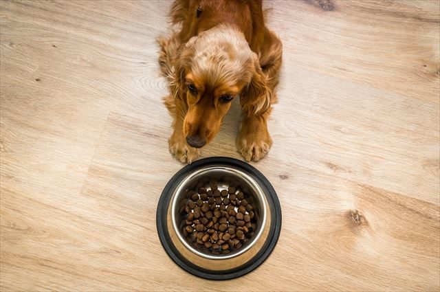 子犬におすすめのドッグフード17選 かわいい子犬に最良のフードを Fastrend ファストレンド