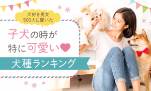 【犬好き男女500人に聞いた】子犬の時が特に可愛い！犬種ランキング